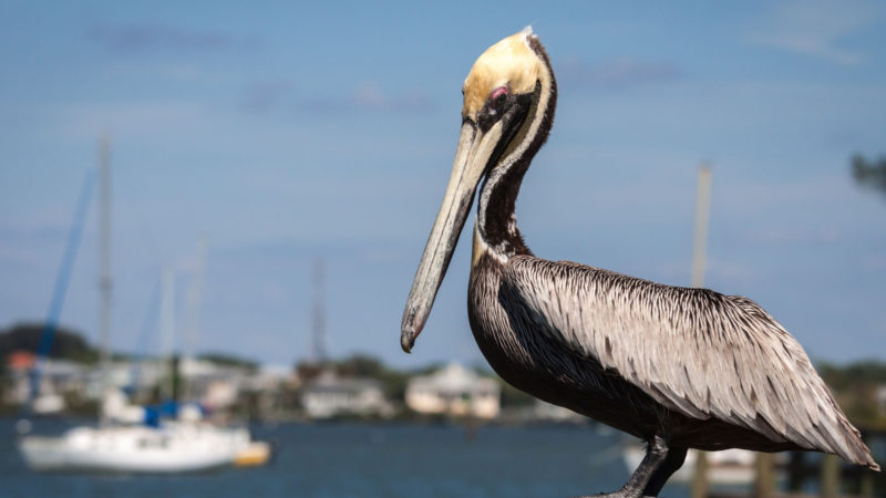 27458400 - pelican in late spring at sw florida